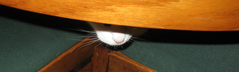 Kat Under the table