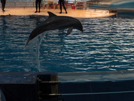 dolphin