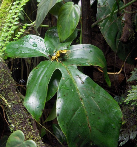 Poisonous frogs!