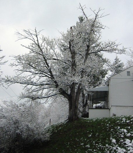 Different Tree Different Tree