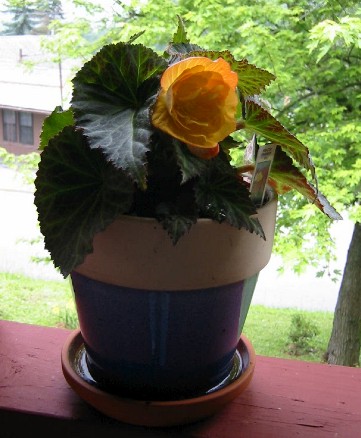 Tuberous begonia