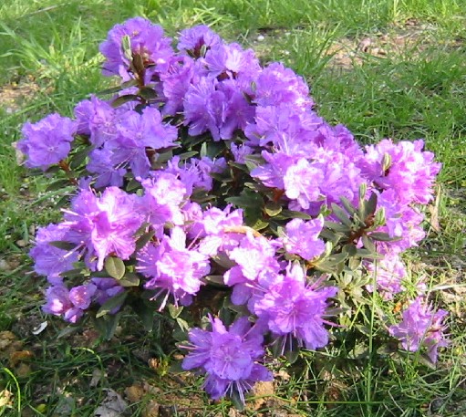 rhododendren covered with purple flowers