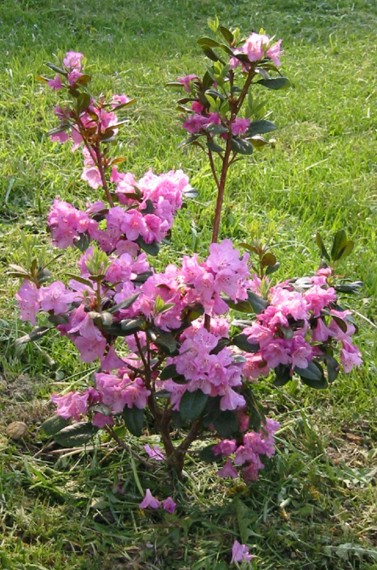 rhododendren with pink flowers