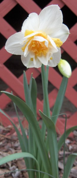 daffodils