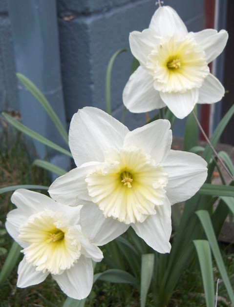 daffodils