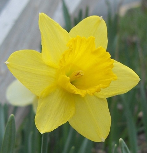 daffodils