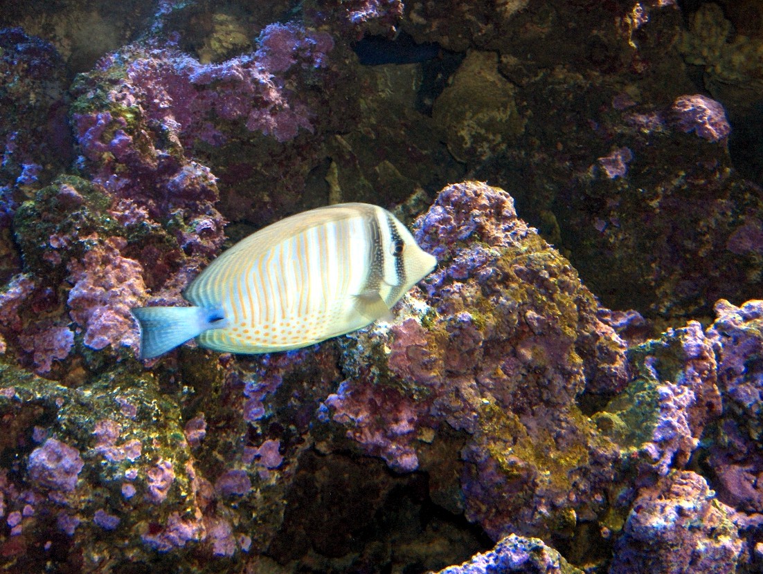 fish
