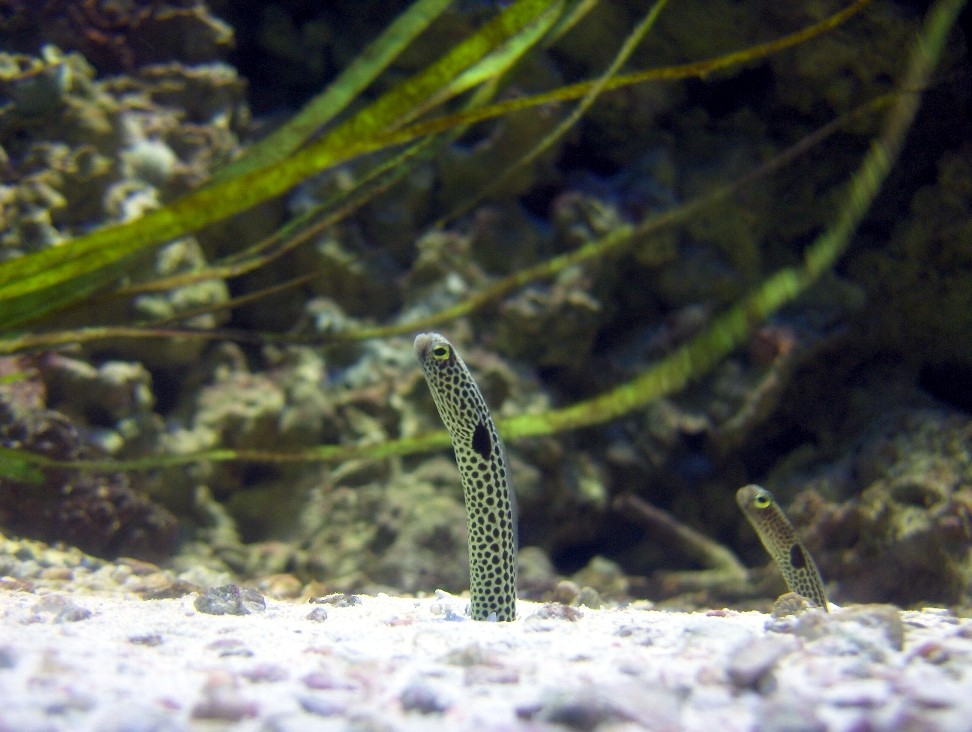 fish