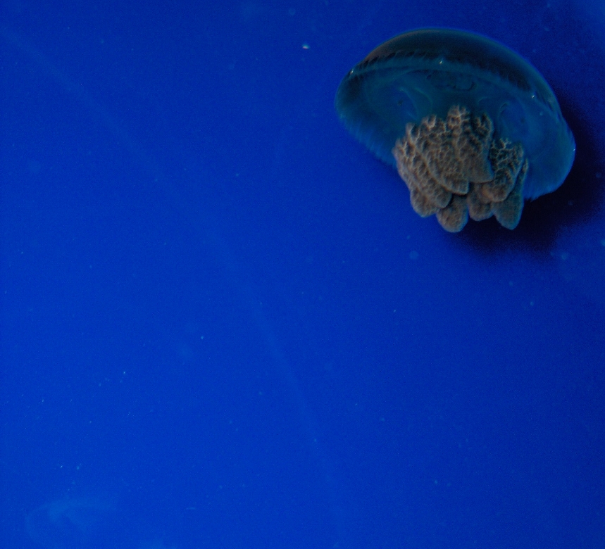 jellyfish