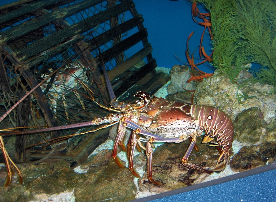 lobster
