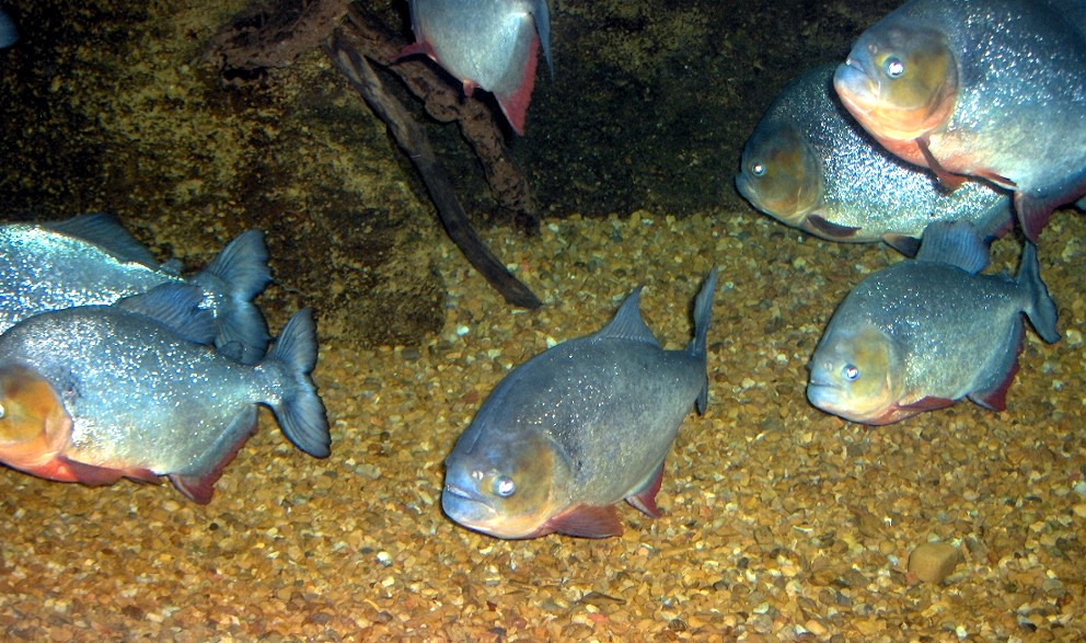 piranah