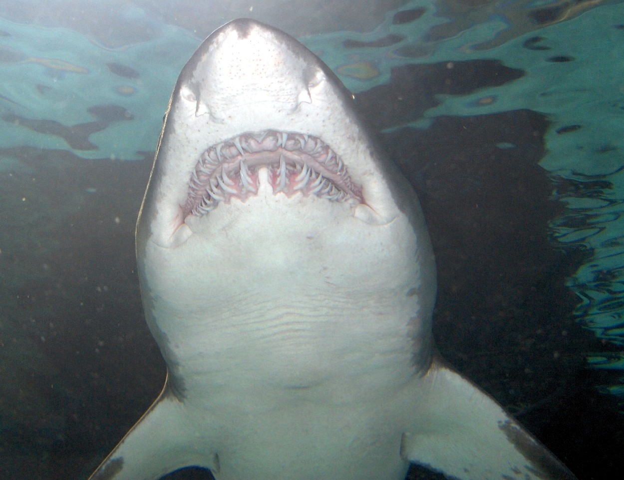 shark