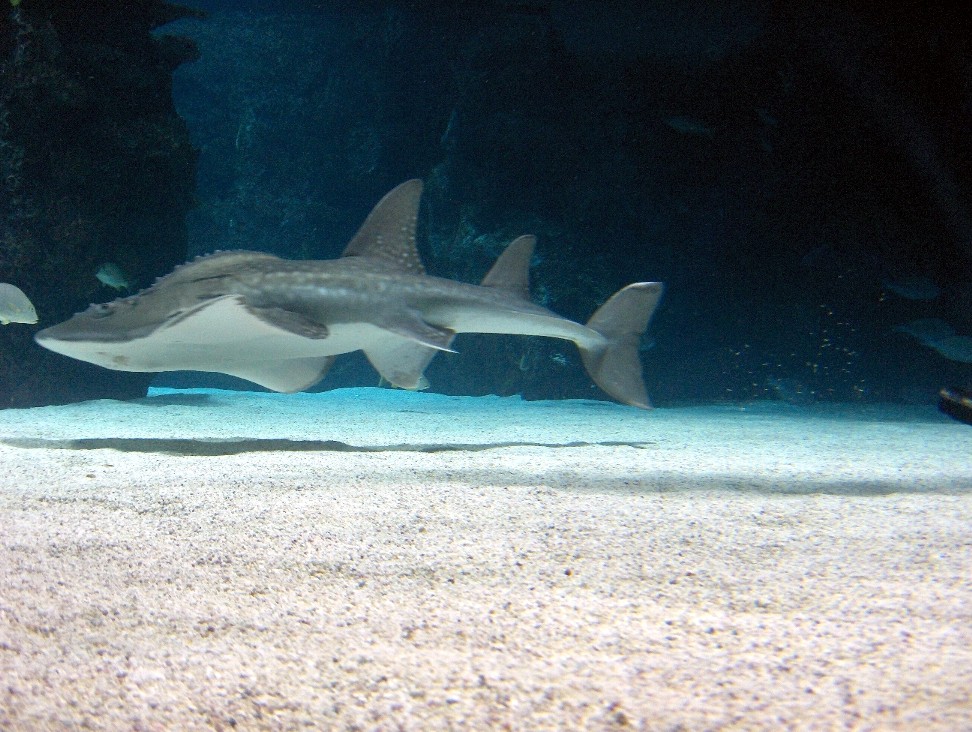 shark ray
