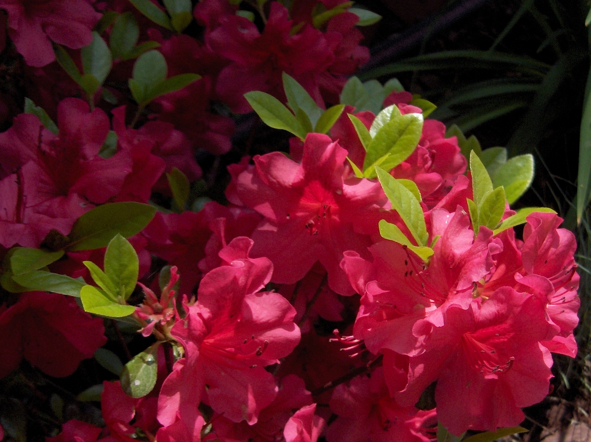 azalea