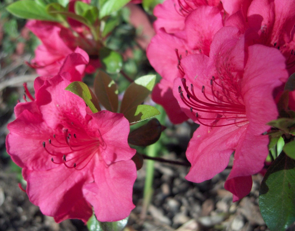 azalea