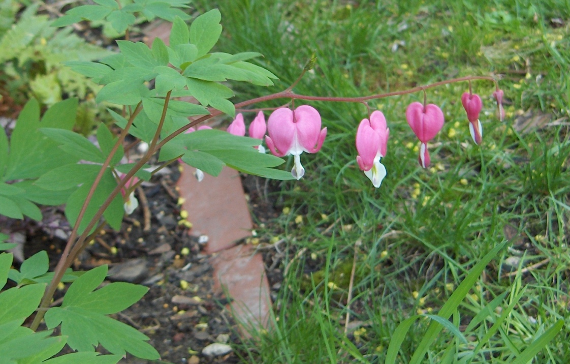 bleeding heart