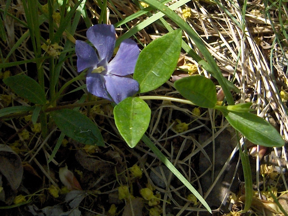 periwinkle