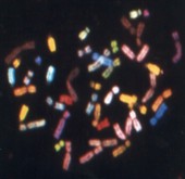 A pictures of my chromosomes